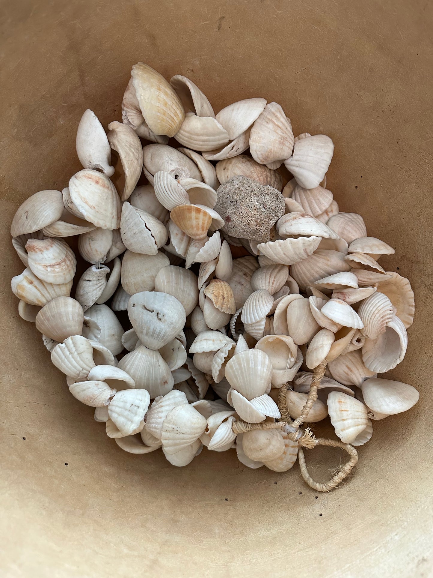African Shell Strands, Large