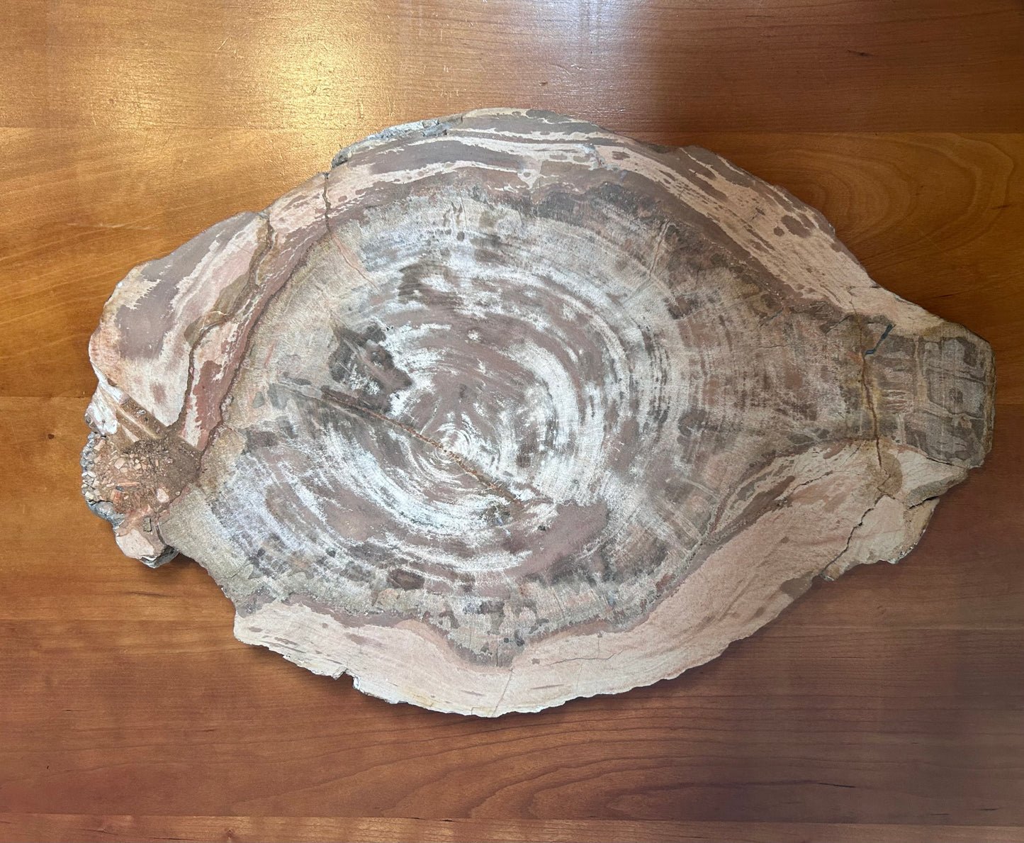 Petrified Wood Slab