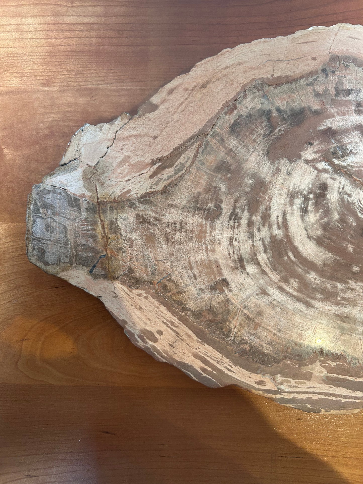 Petrified Wood Slab