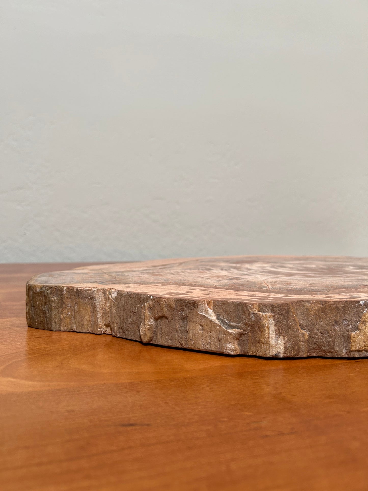 Petrified Wood Slab