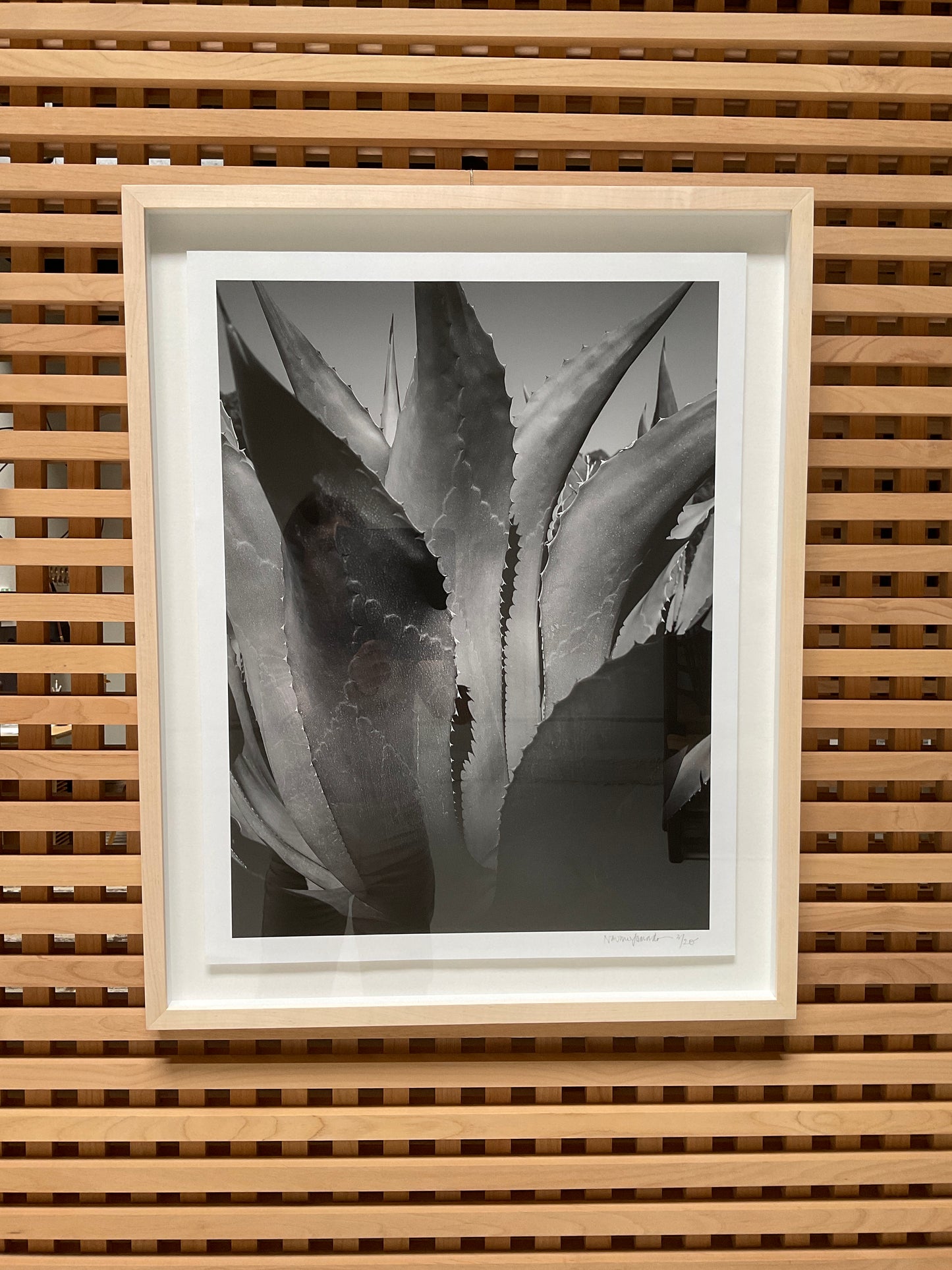 Naomi Yamada, Thriving Aloe