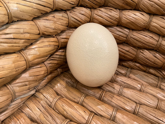 Ostrich Egg